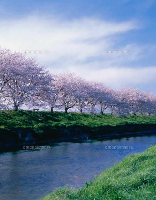 五条川と桜並木 愛知県
(c)TAKASHI SATO/SEBUN PHOTO