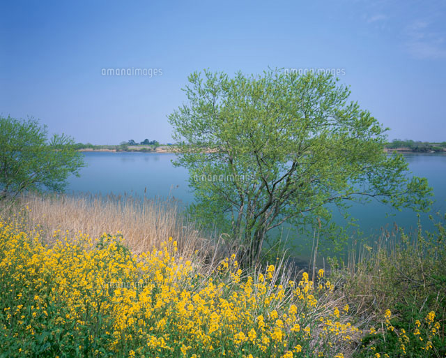 菜の花と揖斐川
(c)TAKASHI SATO/SEBUN PHOTO