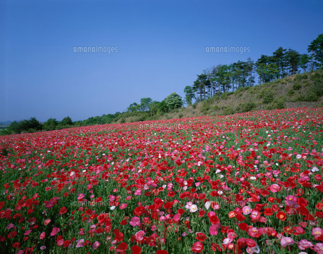 ポピー咲く世羅台地 広島県
(c)TAKASHI SATO/SEBUN PHOTO