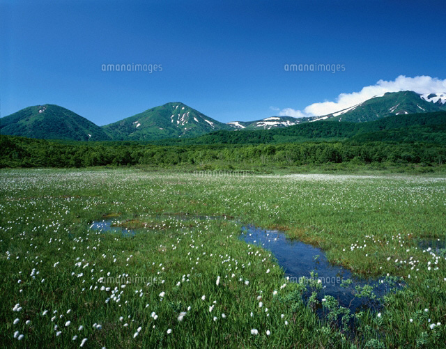 ワタスゲの花と八甲田山の風景 田代平 青森市 青森県
(c)TAKASHI SATO/SEBUN PHOTO