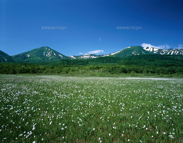 ワタスゲの花と八甲田山の風景 田代平 青森市 青森県
(c)TAKASHI SATO/SEBUN PHOTO