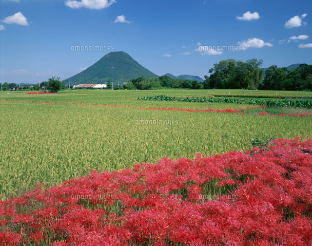 赤い彼岸花と讃岐富士 丸亀市 香川県
(c)TAKASHI SATO/SEBUN PHOTO