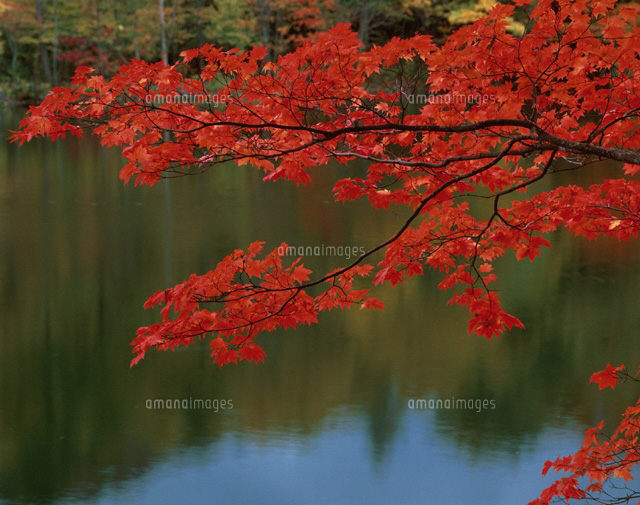 水辺の紅葉 八幡平 岩手県
(c)TAKASHI SATO/SEBUN PHOTO