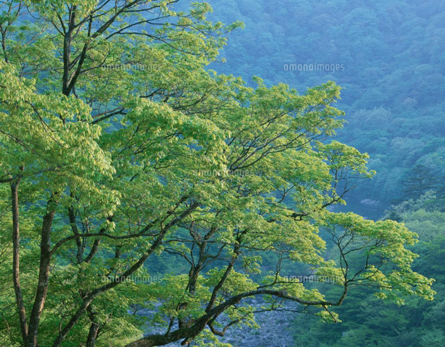 新緑
(c)TAKASHI SATO/SEBUN PHOTO