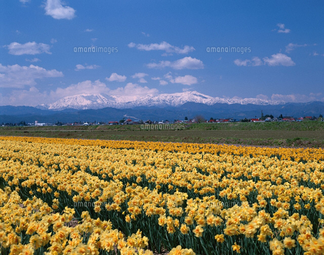 スイセンと飯豊山 福島県
(c)TAKASHI SATO/SEBUN PHOTO