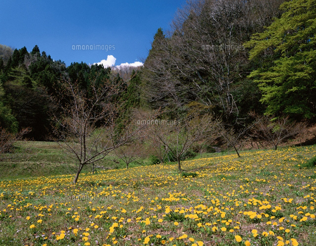 タンポポ群落 宮城県
(c)TAKASHI SATO/SEBUN PHOTO