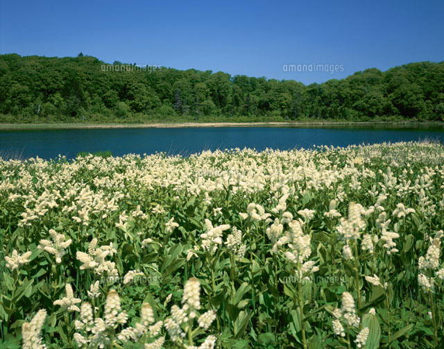 コバイケソウの花畑と大沼の風景 八幡平 鹿角市 秋田県
(c)TAKASHI SATO/SEBUN PHOTO