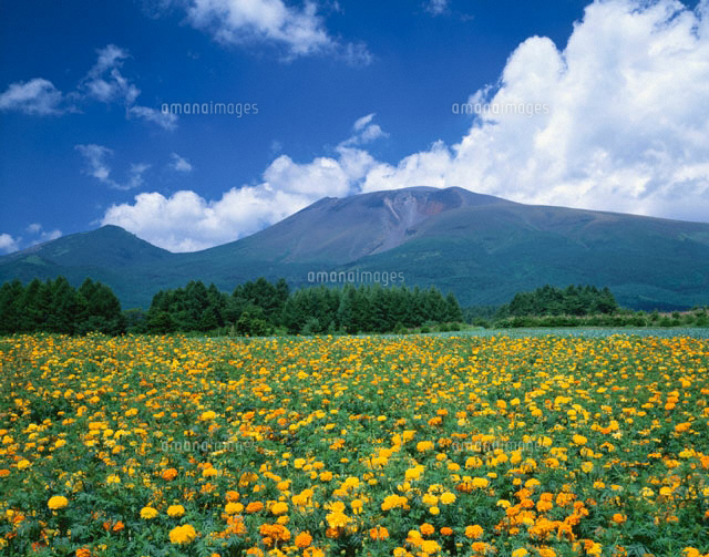 マリーゴールドと浅間山 軽井沢町 長野県
(c)TAKASHI SATO/SEBUN PHOTO