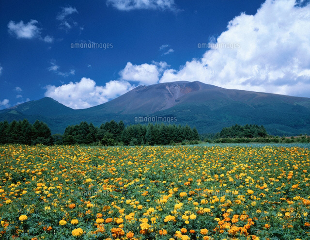 マリーゴールドと浅間山 軽井沢町 長野県
(c)TAKASHI SATO/SEBUN PHOTO