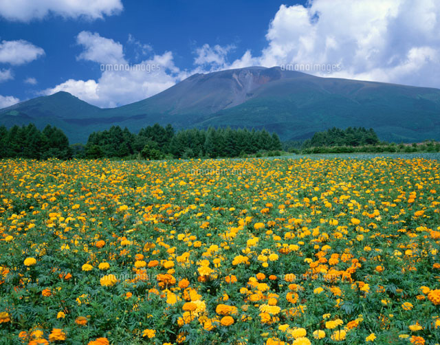 マリーゴールド畑と浅間山 軽井沢町 長野県
(c)TAKASHI SATO/SEBUN PHOTO