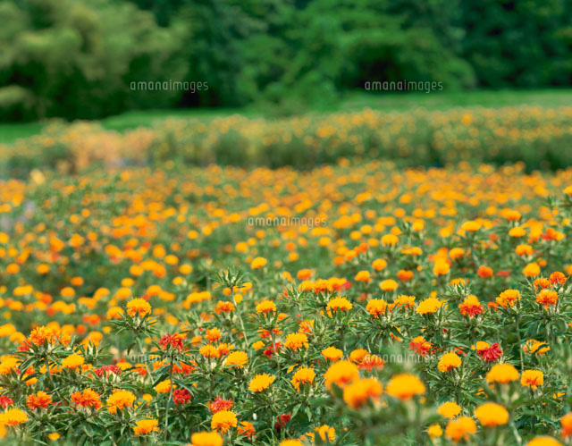 ベニバナの花畑
(c)TAKASHI SATO/SEBUN PHOTO