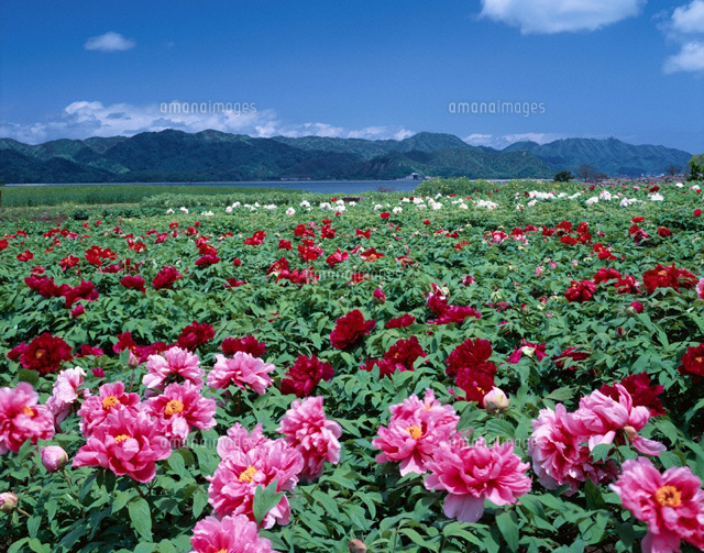 ボタン咲く大根島 島根県
(c)TAKASHI SATO/SEBUN PHOTO