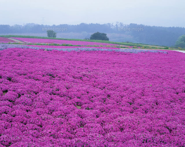 芝桜 世羅西町 広島県
(c)TAKASHI SATO/SEBUN PHOTO