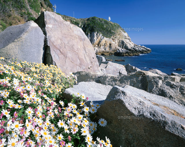 海辺の崖に咲く花(アシズリノジギク) 足摺崎灯台 高知県
(c)TAKASHI SATO/SEBUN PHOTO