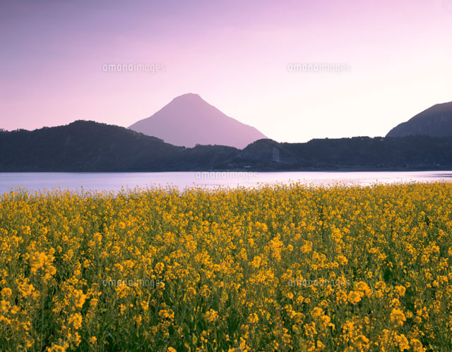 池田湖畔の菜の花と開聞岳の夕景 指宿市 鹿児島県
(c)TAKASHI SATO/SEBUN PHOTO