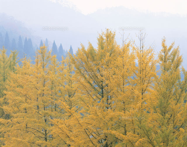 朝霧とイチョウの木々 東城町 広島県
(c)TAKASHI SATO/SEBUN PHOTO