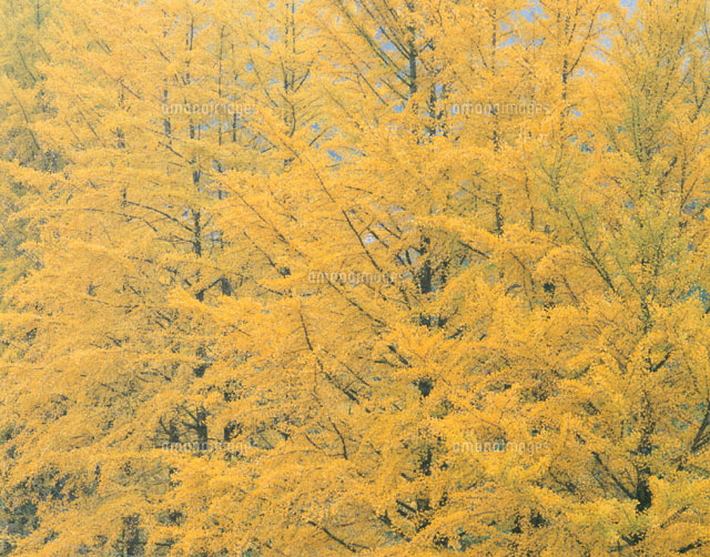 黄葉のイチョウの木々 東城町 広島県
(c)TAKASHI SATO/SEBUN PHOTO