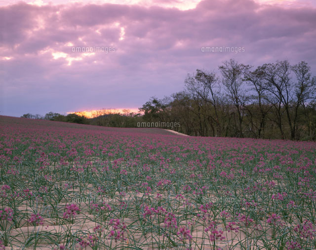 夕暮れの花畑 福部村 鳥取県
(c)TAKASHI SATO/SEBUN PHOTO