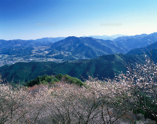 冬桜咲く桜山公園 群馬県
(c)TAKASHI SATO/SEBUN PHOTO