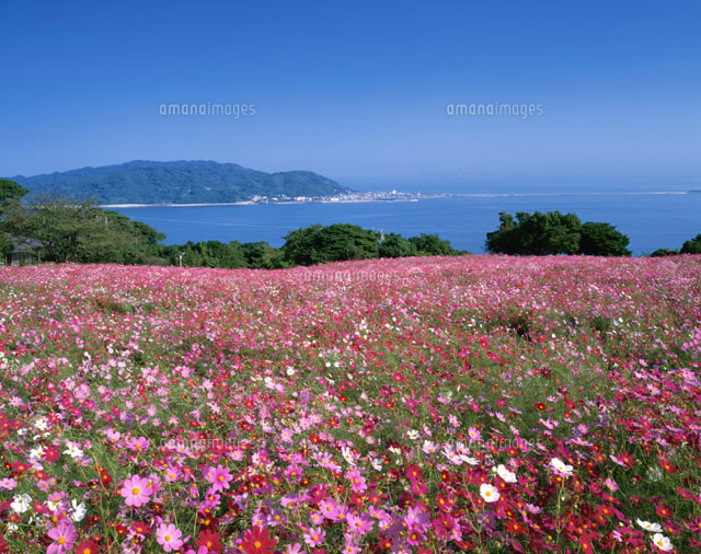 コスモスと能古島 福岡市 福岡県
(c)TAKASHI SATO/SEBUN PHOTO