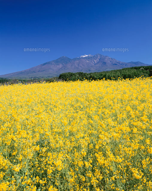 菜の花と八ヶ岳 山梨県
(c)TAKASHI SATO/SEBUN PHOTO