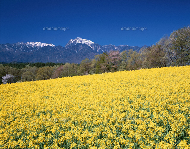 菜の花と甲斐駒 山梨県
(c)TAKASHI SATO/SEBUN PHOTO