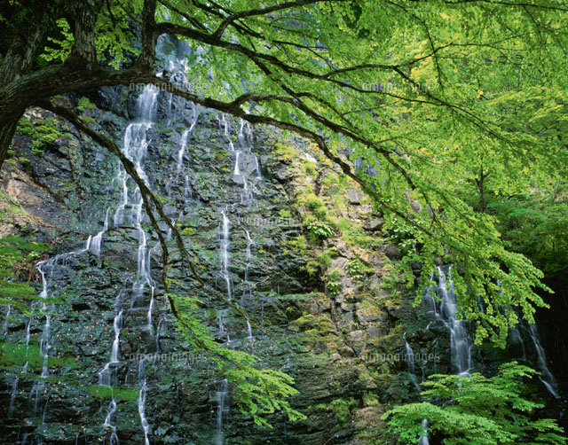 龍双の滝 福井県
(c)TAKASHI SATO/SEBUN PHOTO