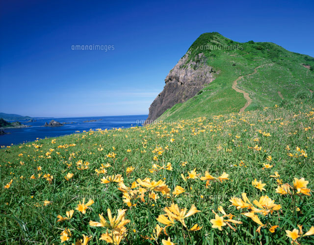 キバナカンゾウ 佐渡 新潟県
(c)TAKASHI SATO/SEBUN PHOTO