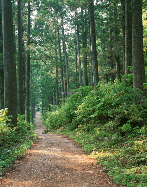 二本杉遊歩道 河津町 静岡県
(c)TAKASHI SATO/SEBUN PHOTO