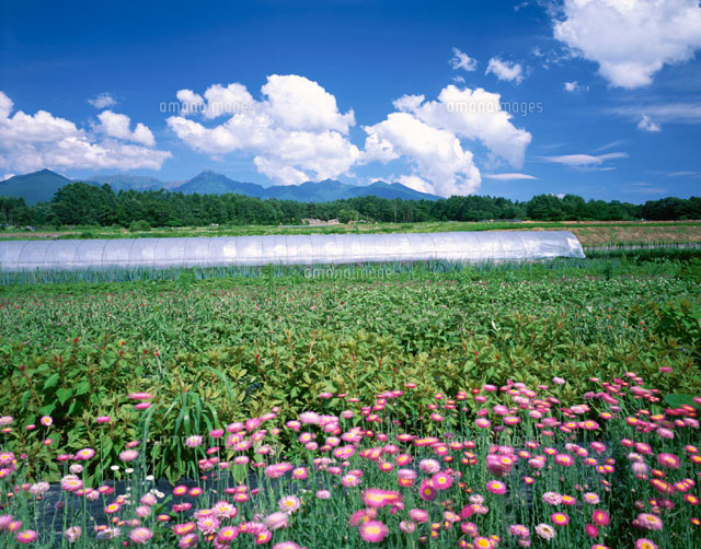花の栽培と八ヶ岳 長野県
(c)TAKASHI SATO/SEBUN PHOTO