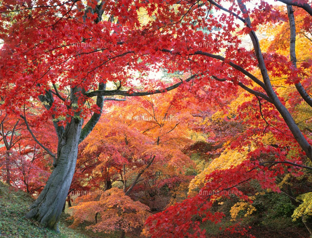 紅葉の林 弘前市 青森県
(c)TAKASHI SATO/SEBUN PHOTO