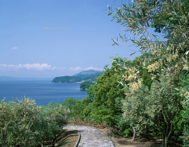 オリーブの花と小豆島の風景 内海町 香川県
(c)TAKASHI SATO/SEBUN PHOTO