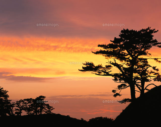 夕焼けの空と松の木のシルエット 象潟町 秋田県
(c)TAKASHI SATO/SEBUN PHOTO