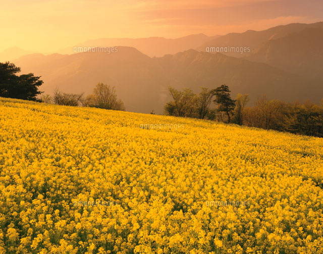 朝の菜の花と翠波高原 愛媛県
(c)TAKASHI SATO/SEBUN PHOTO