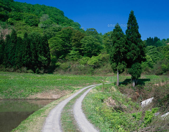 杉と道の風景 中里村 新潟県
(c)TAKASHI SATO/SEBUN PHOTO