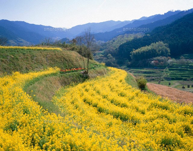 明日香村の菜の花畑 奈良県
(c)TAKASHI SATO/SEBUN PHOTO