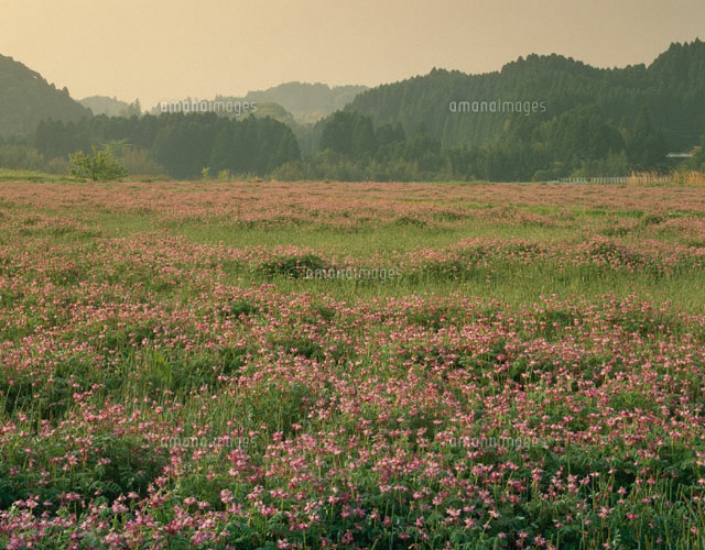 朝のレンゲの花畑の風景 大多喜町 千葉県
(c)TAKASHI SATO/SEBUN PHOTO