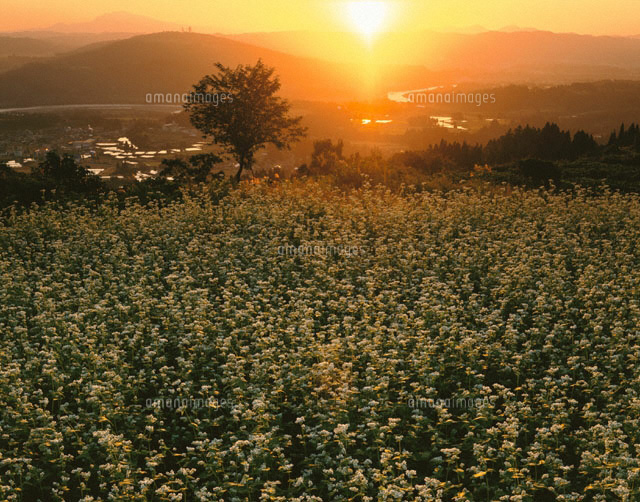 ソバ畑と信濃川の夕景 川口町 新潟県
(c)TAKASHI SATO/SEBUN PHOTO