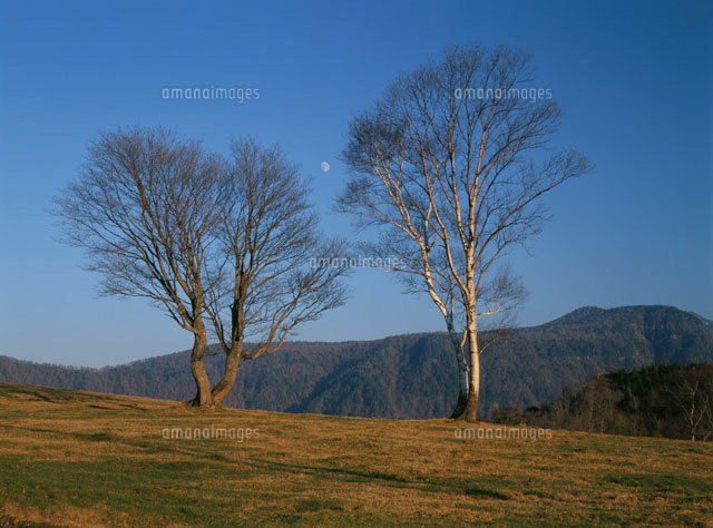 草原と木と月
(c)TAKASHI SATO/SEBUN PHOTO
