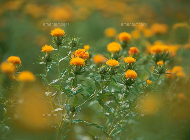 紅花
(c)TAKASHI SATO/SEBUN PHOTO