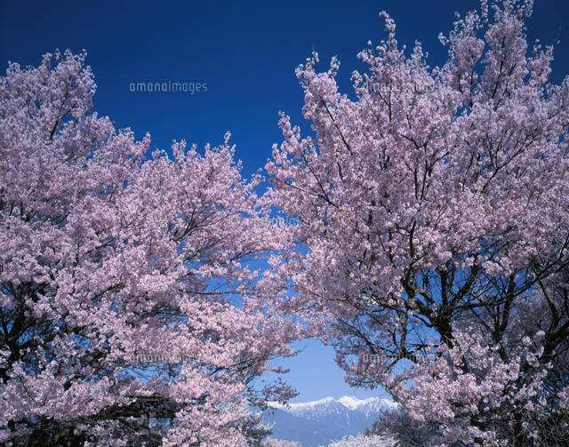 桜と中央アルプス 長野県
(c)TAKASHI SATO/SEBUN PHOTO