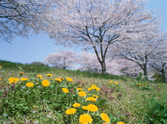 タンポポと桜
(c)TAKASHI SATO/SEBUN PHOTO