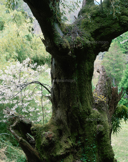 下領家のエドヒガン
(c)TAKASHI SATO/SEBUN PHOTO