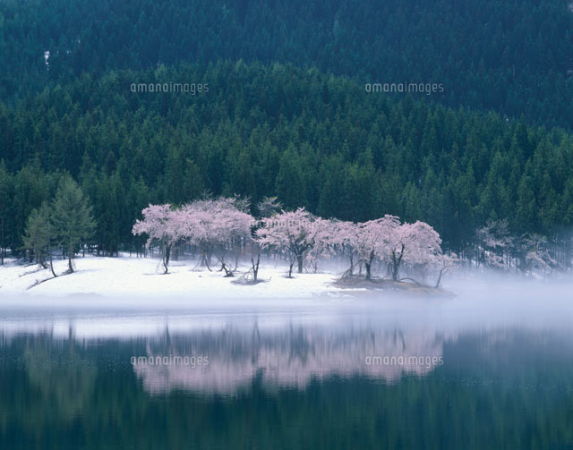 桜と残雪と霧と池
(c)TAKASHI SATO/SEBUN PHOTO