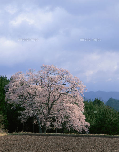 森湯谷のエドヒガンと暗雲
(c)TAKASHI SATO/SEBUN PHOTO