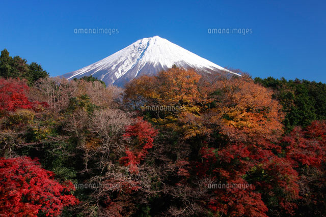 富士山 紅葉
(c)TAKASHI SATO/SEBUN PHOTO
