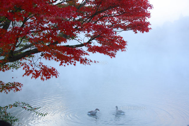 朝霧の金鱗湖
(c)TAKASHI SATO/SEBUN PHOTO