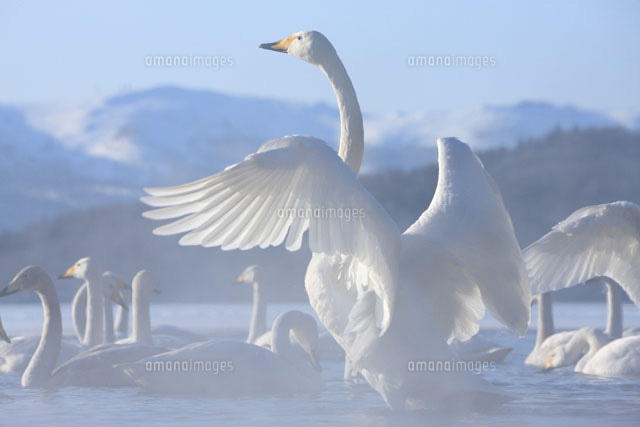 ハクチョウと屈斜路湖
(c)TAKASHI SATO/SEBUN PHOTO