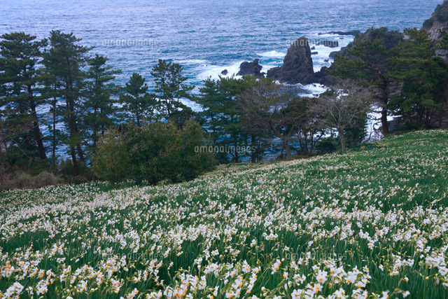 スイセン咲く越前海岸
(c)TAKASHI SATO/SEBUN PHOTO