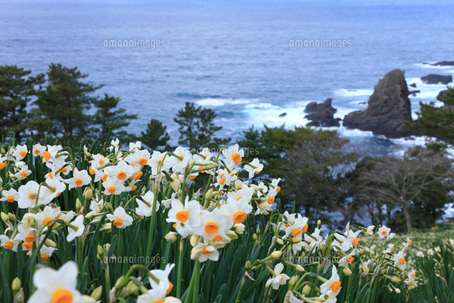 スイセン咲く越前海岸
(c)TAKASHI SATO/SEBUN PHOTO